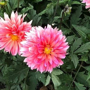 Meet your Posher, Alexa